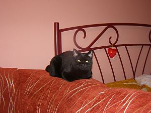 koka